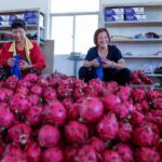 ទីផ្សារផ្លែស្រកានាគរបស់ចិនធ្លាក់ថ្លៃដល់កម្រិតទាបបំផុត នៅចុងឆ្នាំ២០២៥